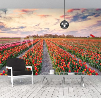 Picture of Colorful spring sunrise on the tulip farm near the Espel village